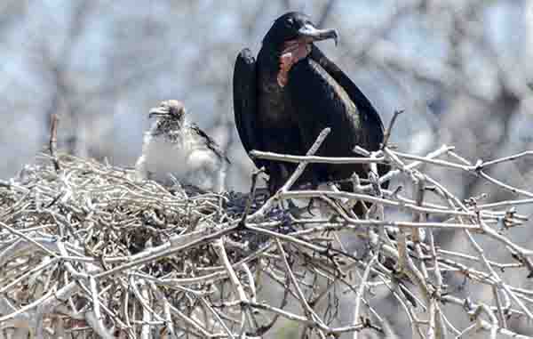 Fragata - isla Seymour Norte - islas Galápagos - Ecuador 2.jpg